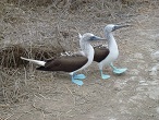 fou à pattes bleues